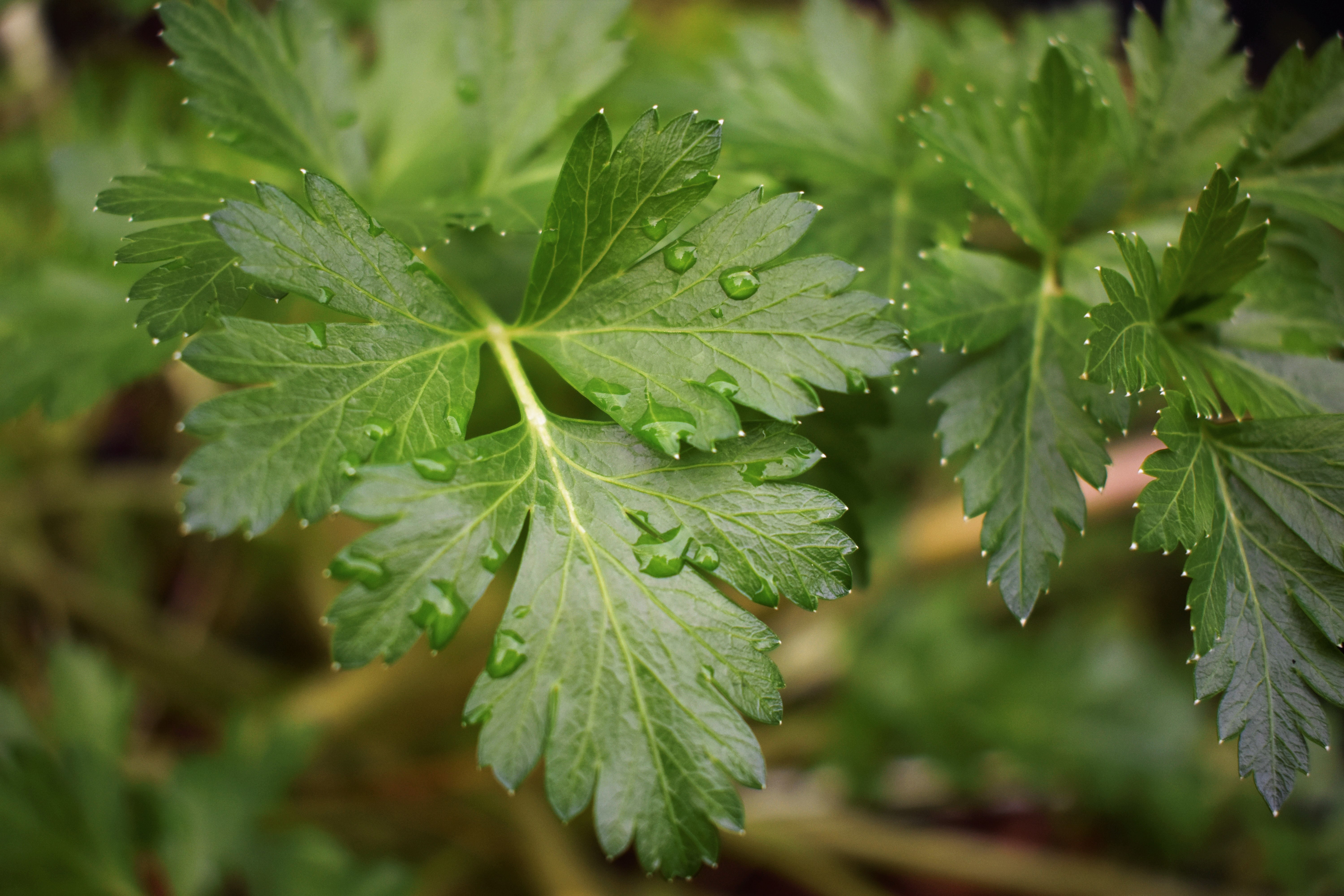 Protecting the Environment